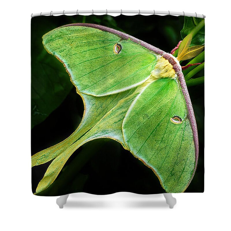 Moth Shower Curtain featuring the photograph The Luna Moth by Dick Pratt
