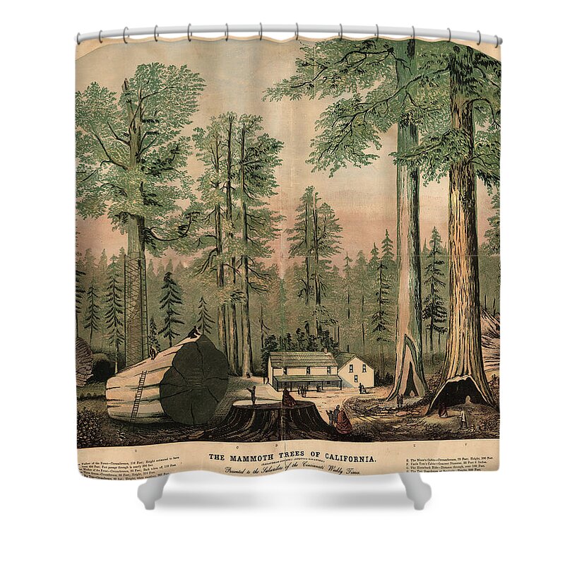 Mammoth Trees Of California Shower Curtain featuring the drawing The Mammoth Trees of California - Giant Sequoia - Historical Print for Nature Lover by Studio Grafiikka