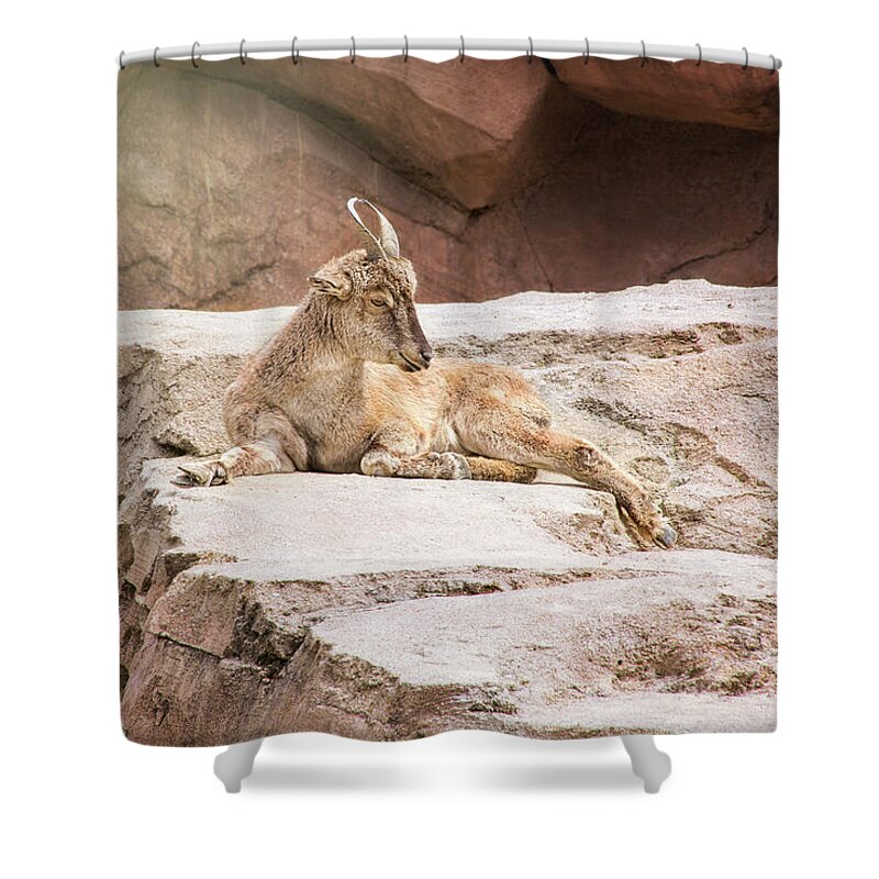 Goat Shower Curtain featuring the photograph The Markhor by Sharon McConnell
