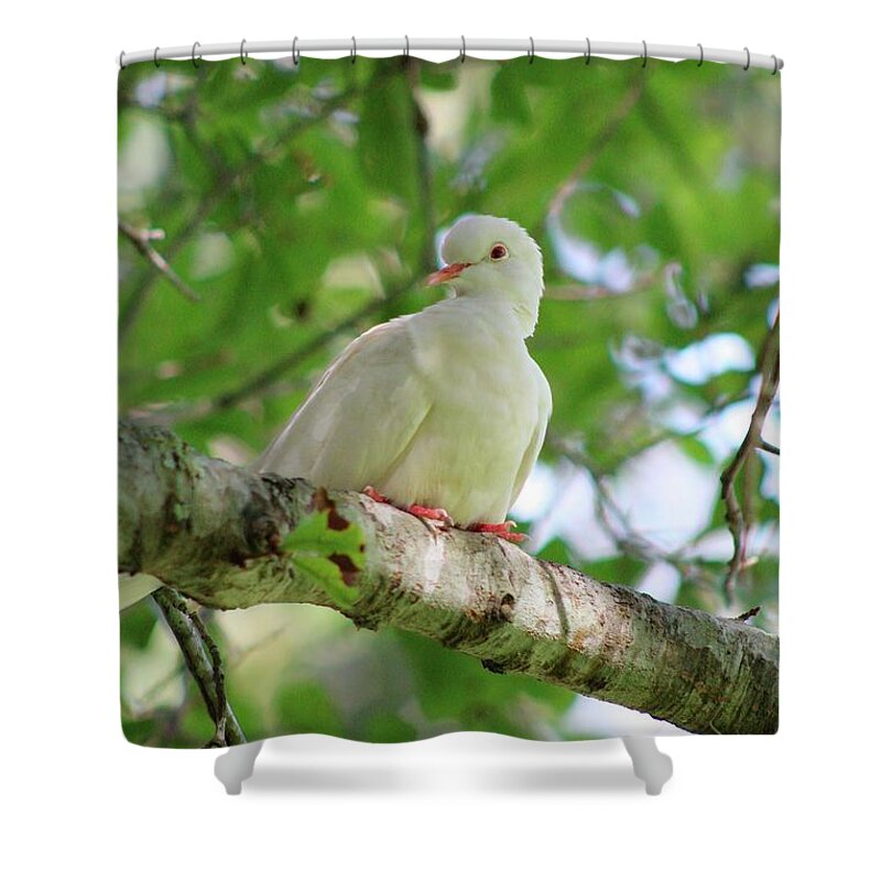 Birds Shower Curtain featuring the photograph the Messenger by Ella Kaye Dickey