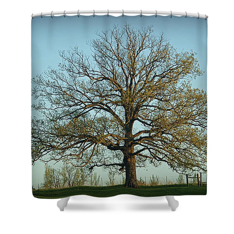 Oak Shower Curtain featuring the photograph The Mighty Oak in Spring by Cricket Hackmann