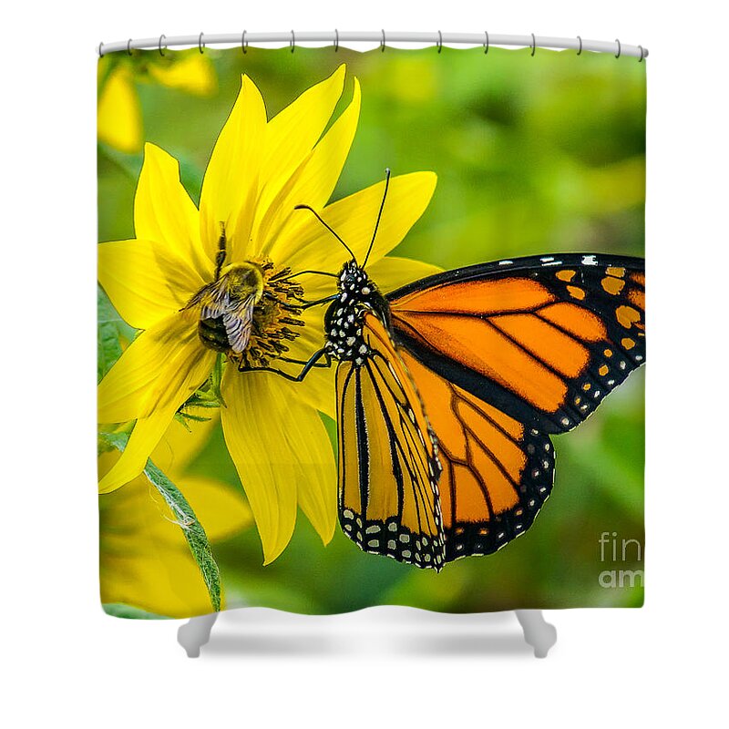 Beautiful Shower Curtain featuring the photograph The Monarch and the Bee by Nick Zelinsky Jr