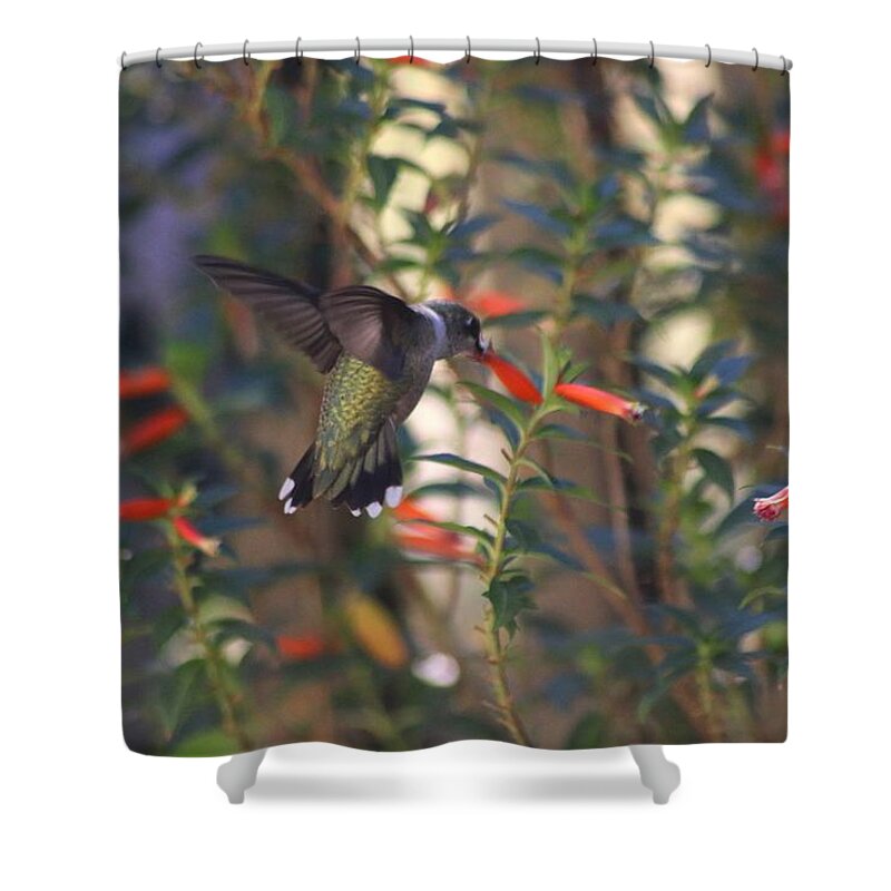 Hummingbird Shower Curtain featuring the photograph The Morning Whisper by Living Color Photography Lorraine Lynch