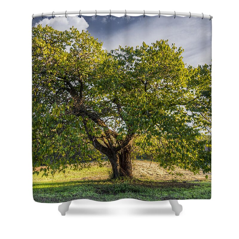 Appalachia Shower Curtain featuring the photograph The Mulberry Tree by Debra and Dave Vanderlaan