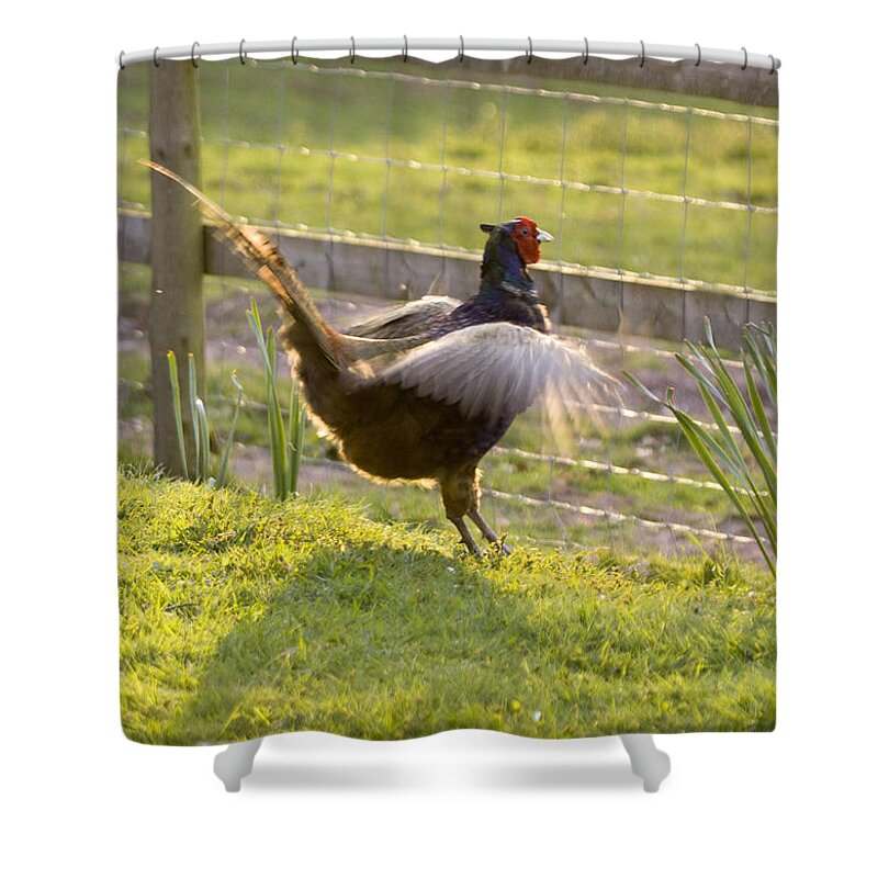 Pheasant Shower Curtain featuring the photograph The Need Of Flying by Ang El