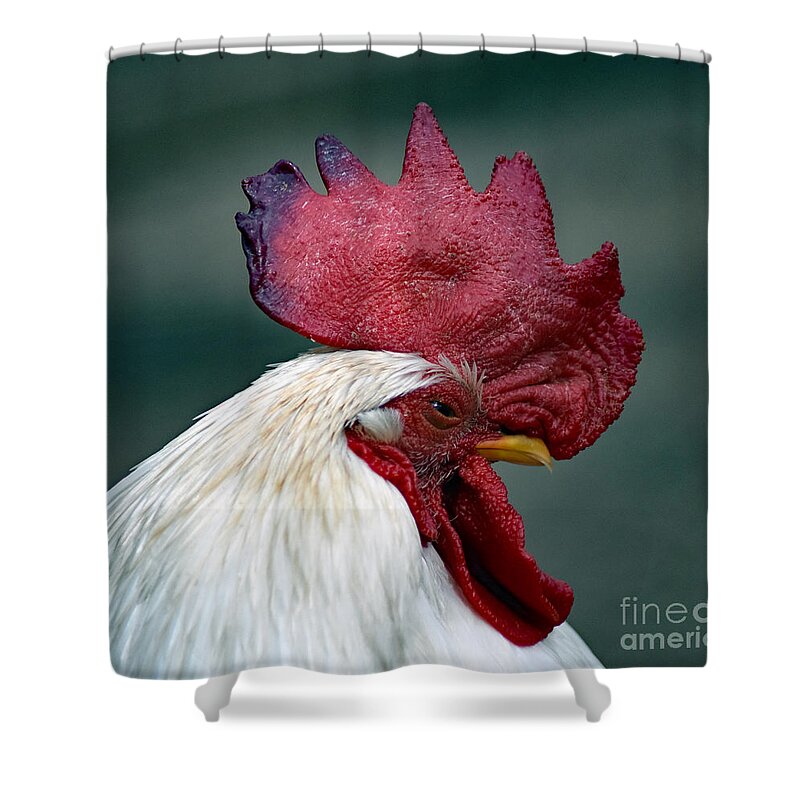 Art Shower Curtain featuring the photograph The Old Cock by DB Hayes