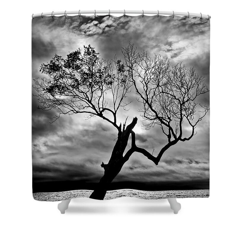 2015 Shower Curtain featuring the photograph The Old Mangrove tree in the Sea by Robert Charity