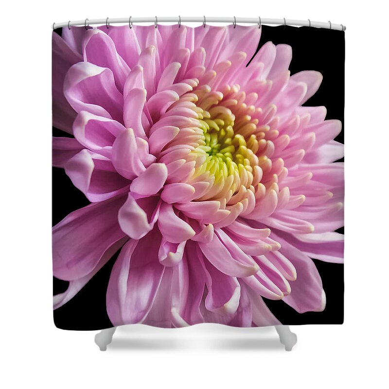 Pink Dahlia Shower Curtain featuring the photograph The One And Only Dahlia by Charlie Cliques