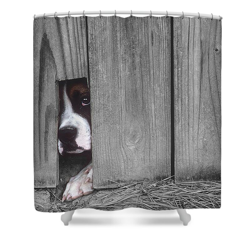 Escape Shower Curtain featuring the photograph Captive #1 by DArcy Evans