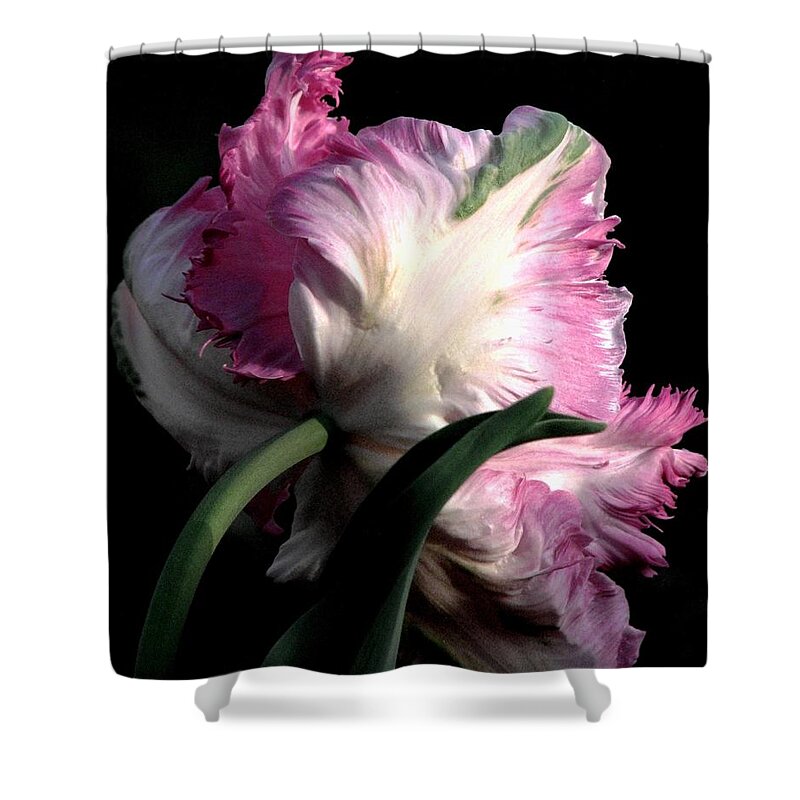 Pink Parrot Tulips Shower Curtain featuring the photograph The Parrot Tulip Queen Of Spring by Angela Davies