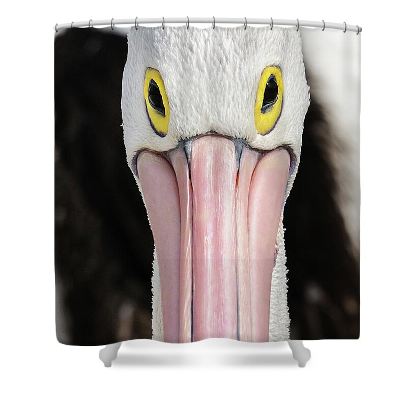 Bird Shower Curtain featuring the photograph The Pelican Stare by Werner Padarin