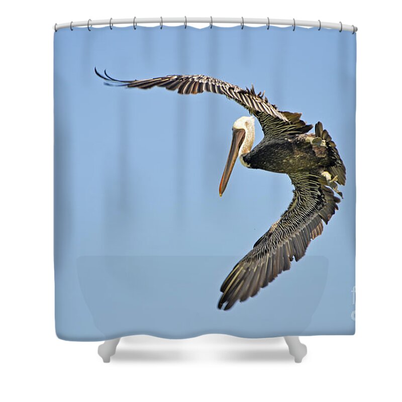 Pelicano Shower Curtain featuring the photograph The Pelicano Hug by PatriZio M Busnel