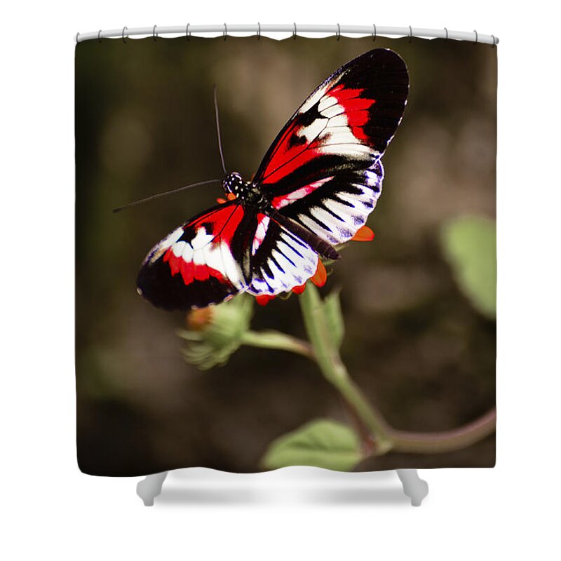 Heliconuis Melpomene Shower Curtain featuring the photograph The Piano key 2 by Penny Lisowski