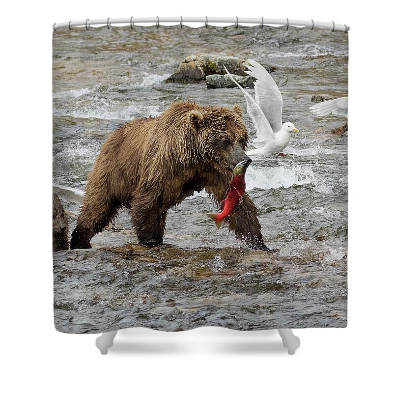 Alaska Shower Curtain featuring the photograph The Plight of the Sockeye by Cheryl Strahl