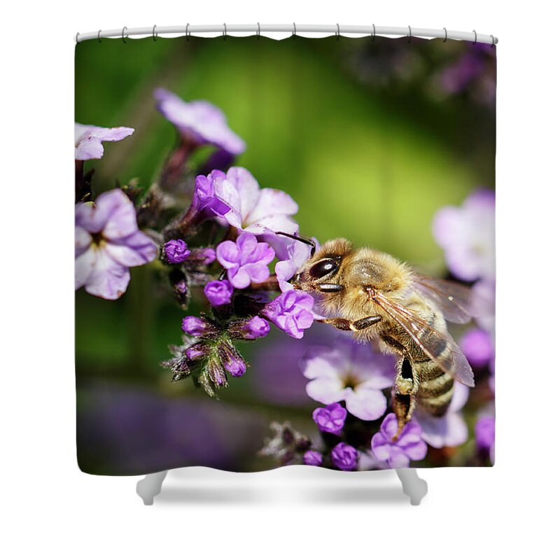 Bee Shower Curtain featuring the photograph The Pollinator by Rick Deacon