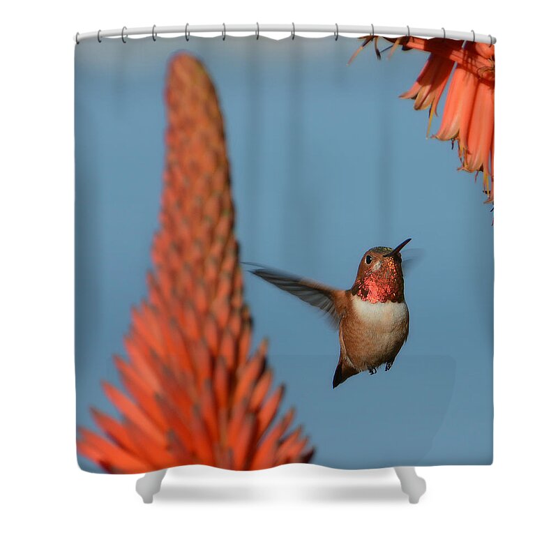 Allens Hummingbird Shower Curtain featuring the photograph The Power Of Aloe 3 by Fraida Gutovich