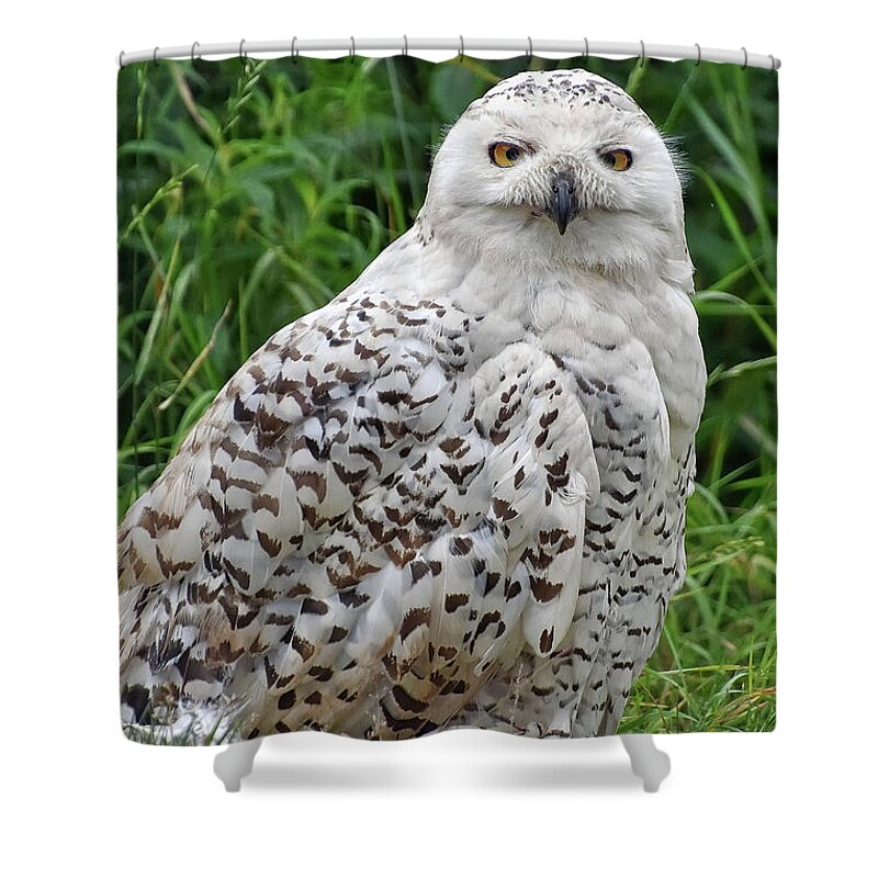 Owl Shower Curtain featuring the photograph The Professor by Kuni Photography