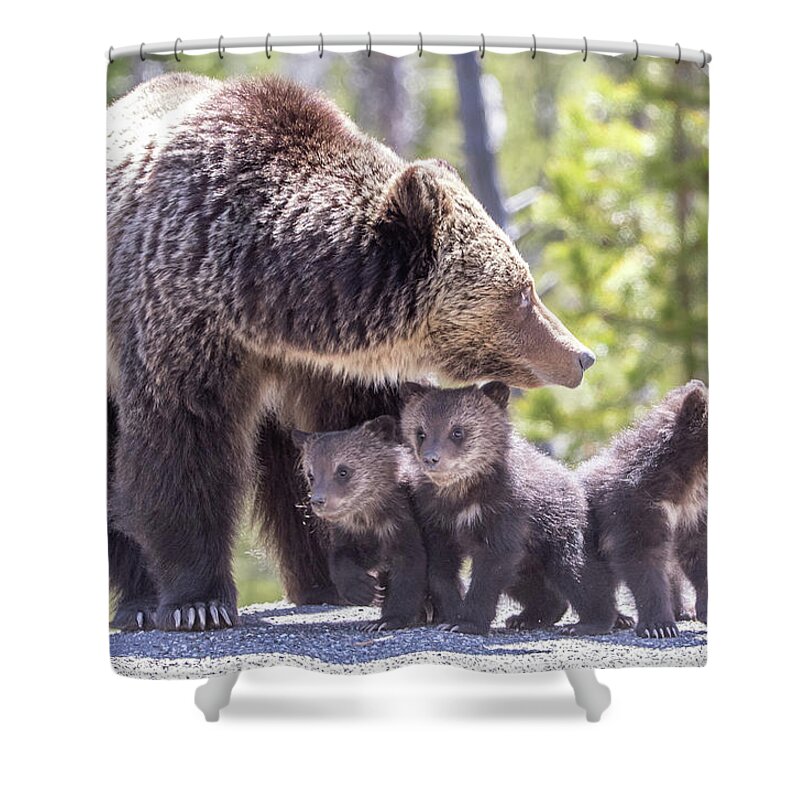 Yellowstone Shower Curtain featuring the photograph The Protector by Kevin Dietrich