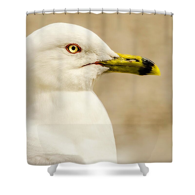 Great Lakes Gull Shower Curtain featuring the photograph The Proud Gull by John Roach