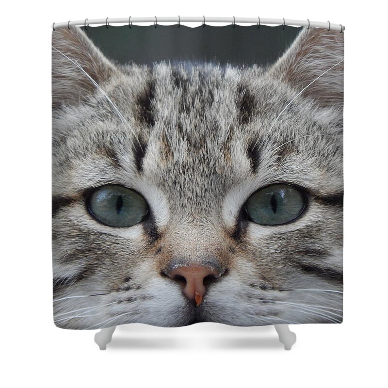 Cat Shower Curtain featuring the photograph The Purrfect Cat by Jan Gelders