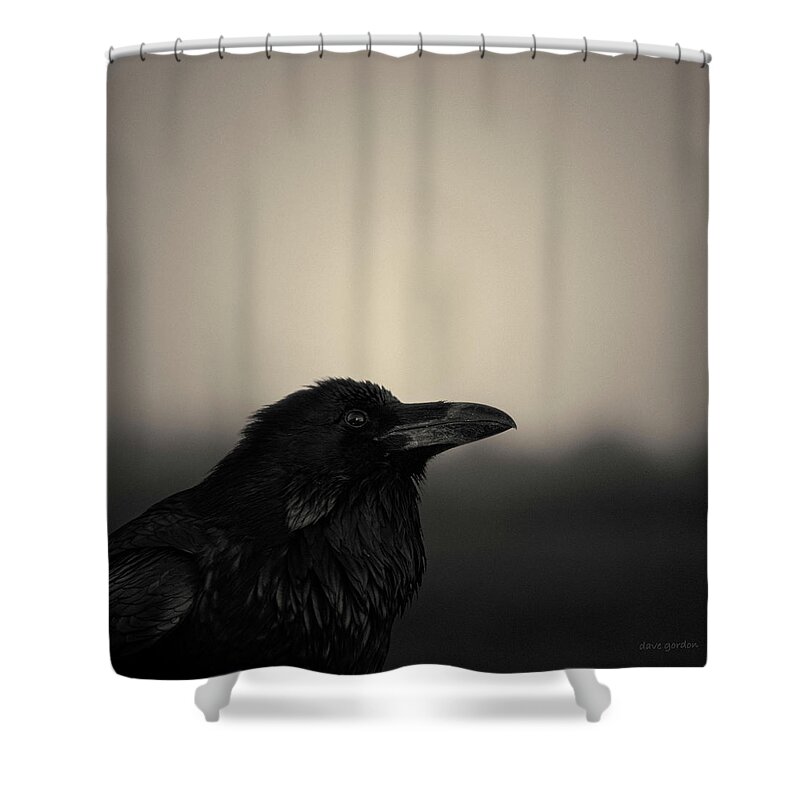 Blackbird Shower Curtain featuring the photograph The Raven by David Gordon
