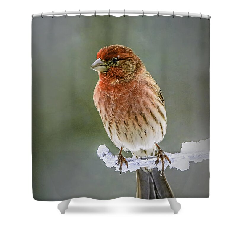 Animals Shower Curtain featuring the photograph The Red Finch by LeeAnn McLaneGoetz McLaneGoetzStudioLLCcom