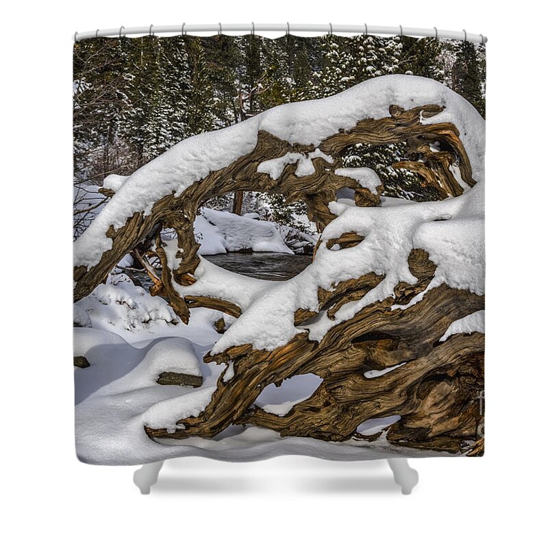 The Roots Of Winter Shower Curtain featuring the photograph The Roots of Winter by Mitch Shindelbower