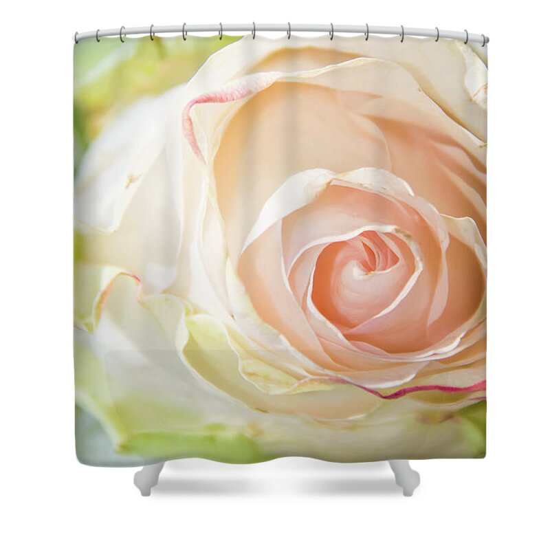 Rose Shower Curtain featuring the photograph The Rose by Pamela Williams