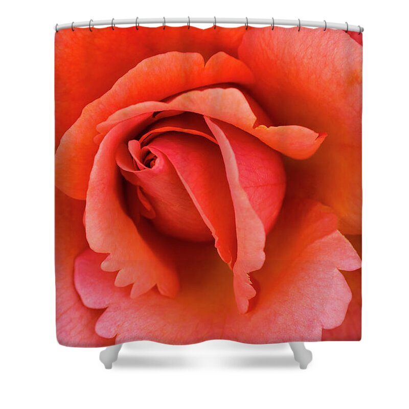 Flowers Shower Curtain featuring the photograph The Rose by Steven Clark