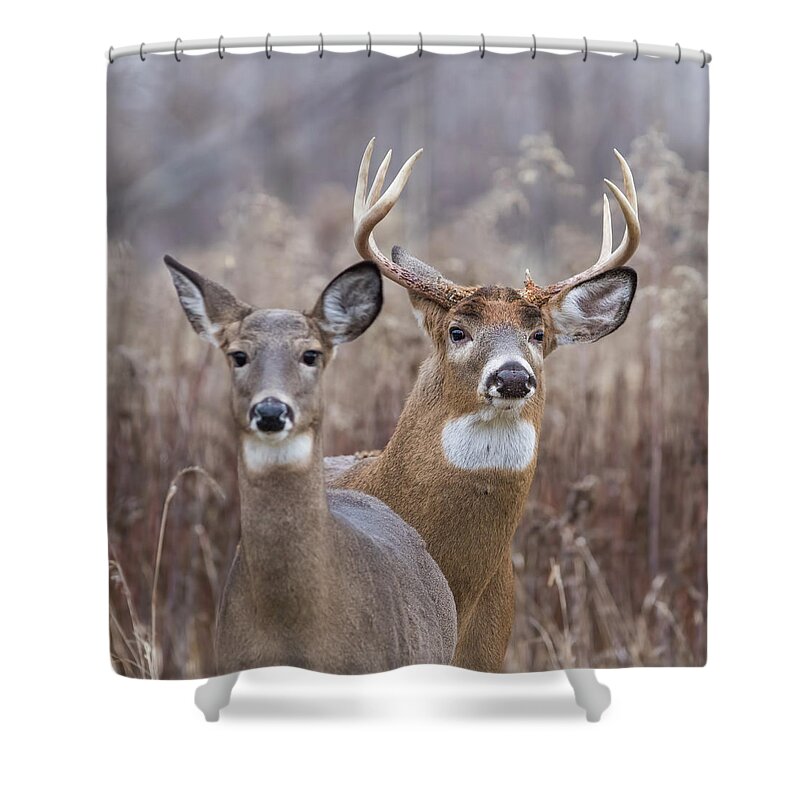 White-tailed Shower Curtain featuring the photograph The Royal Family by Mircea Costina Photography