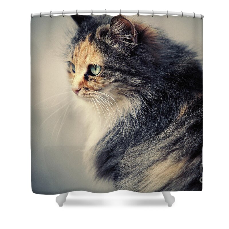 Cat Shower Curtain featuring the photograph The Sad Street Cat by Dimitar Hristov