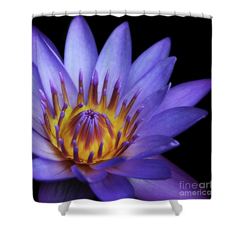 Waterlily Shower Curtain featuring the photograph The Singular Embrace by Sharon Mau