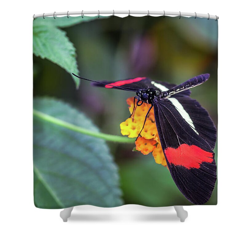 Flower Shower Curtain featuring the photograph The Small Postman Butterfly on a Flower by Tim Abeln