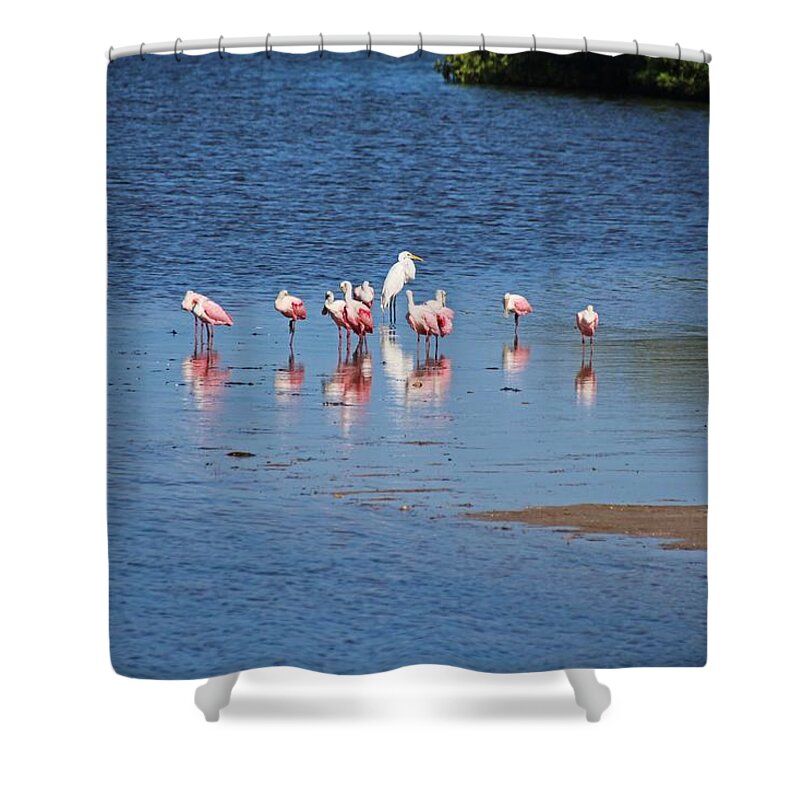 Pink Shower Curtain featuring the photograph The Spoonbill Legend Lingers III by Michiale Schneider