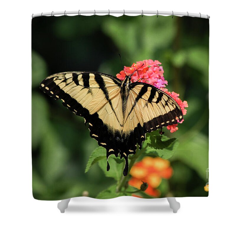 Reid Callaway Eastern Tiger Swallowtail Shower Curtain featuring the photograph The Spread Eastern Tiger Swallowtail Butterfly Art by Reid Callaway