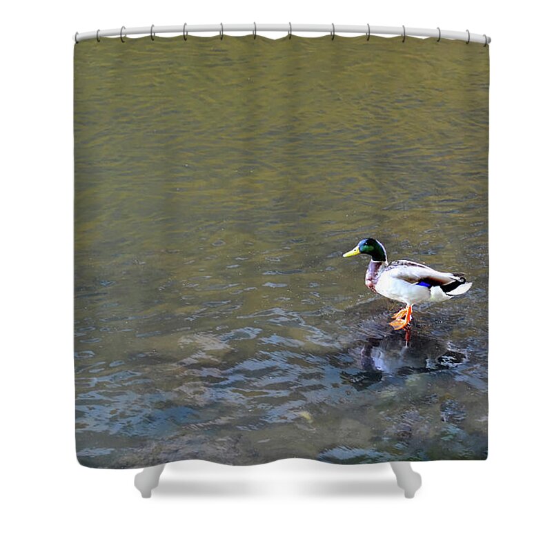 River Shower Curtain featuring the photograph The Standing Duck by Jeffrey Platt