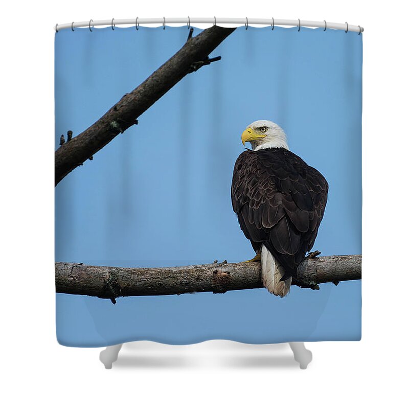 Bird Shower Curtain featuring the photograph The Watcher by Jody Partin