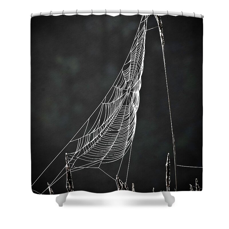 Web Shower Curtain featuring the photograph The Web by Tom Cameron