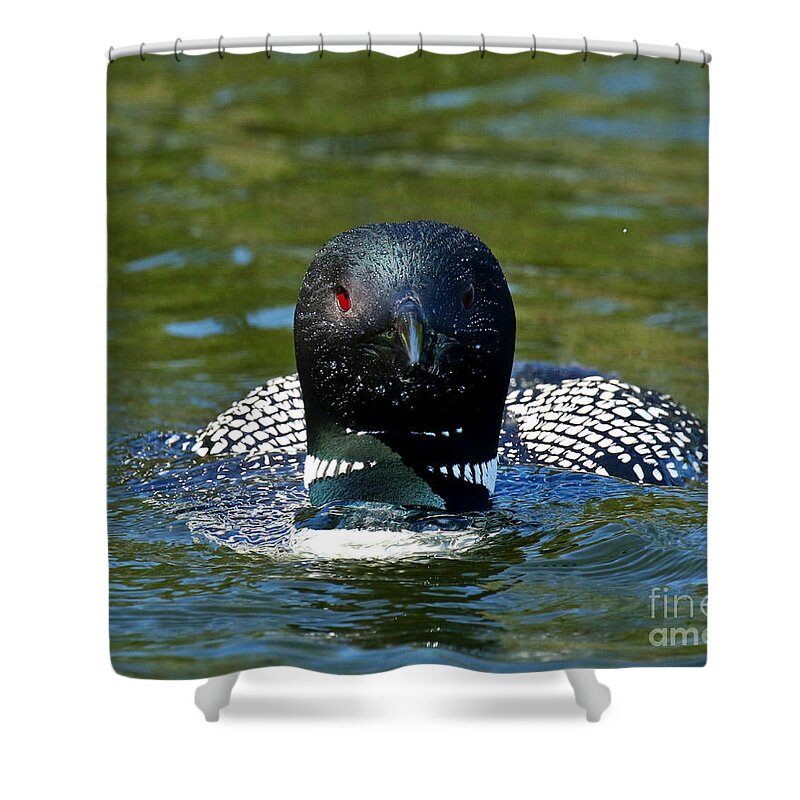 Loon Shower Curtain featuring the photograph The Wet Look by Heather King