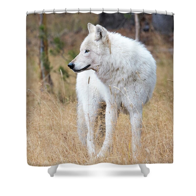 Wolf Shower Curtain featuring the photograph The White Lady by Deby Dixon