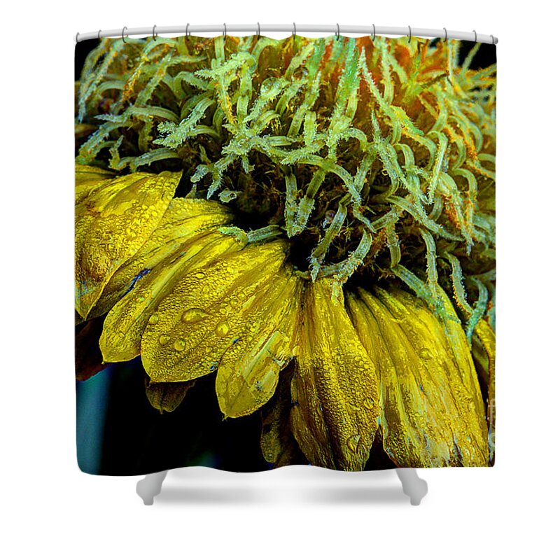 Yellow Flower Shower Curtain featuring the photograph The Wild Spirit Within by Michael Eingle