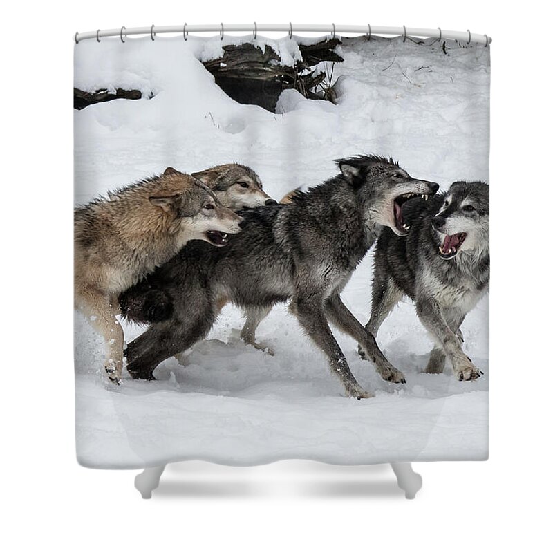 Animals Shower Curtain featuring the photograph The Wolf Pack by Teresa Wilson