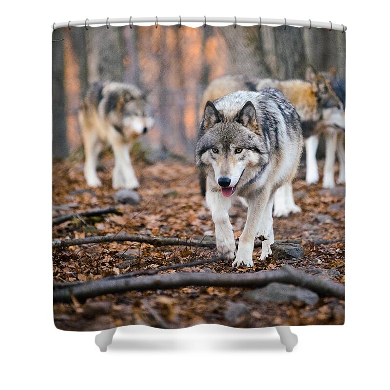 Wolves Shower Curtain featuring the photograph The Wolfpack by Mark Rogers
