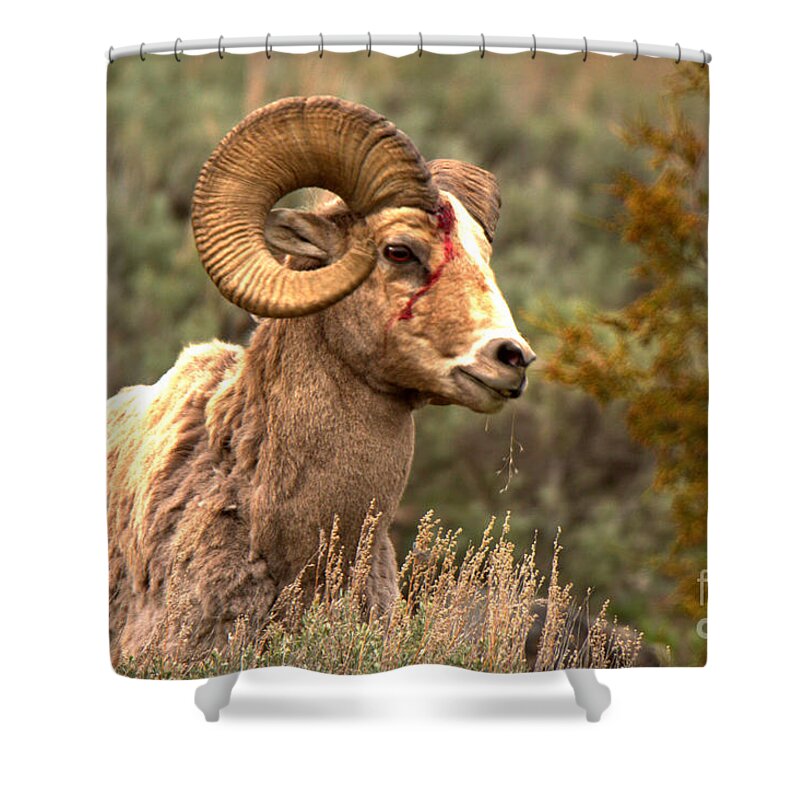 Bighorn Shower Curtain featuring the photograph The Wounded Warrior by Adam Jewell
