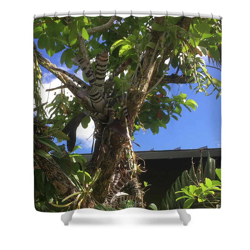 Tree Shower Curtain featuring the photograph The Zebra Tree by Susan Grunin