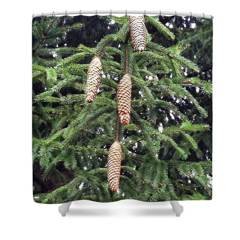 Pinecone Shower Curtain featuring the photograph Then There Were Four by Vic Ritchey