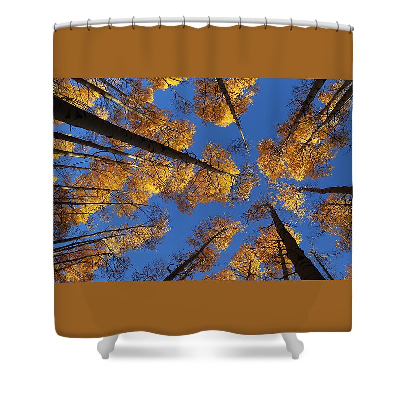 Aspen Foliage Shower Curtain featuring the photograph There is Gold Above by Tammy Pool