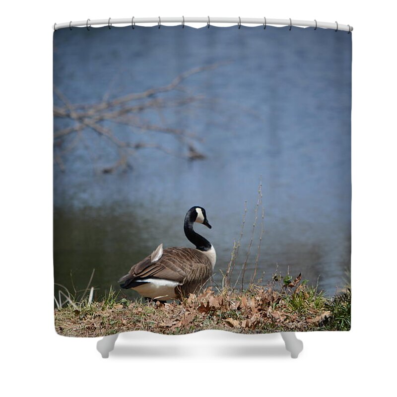Canadian Geese Shower Curtain featuring the photograph Thinking Odd Feather by Dani McEvoy