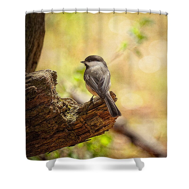 Bird Shower Curtain featuring the photograph Thinking of Spring by Lois Bryan