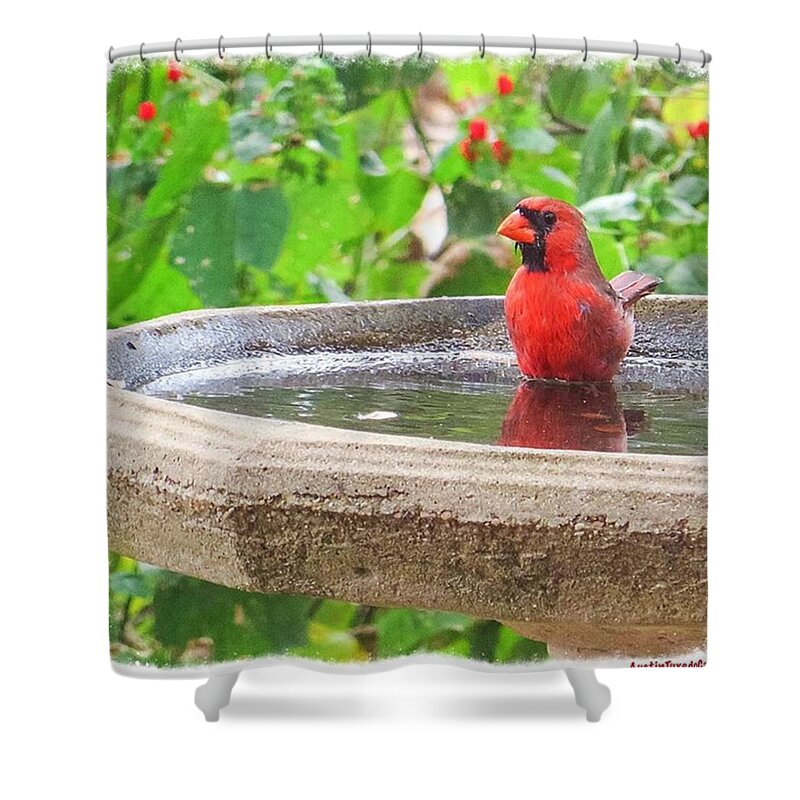 Instanaturelover Shower Curtain featuring the photograph This #cardinal Has The Right Idea by Austin Tuxedo Cat